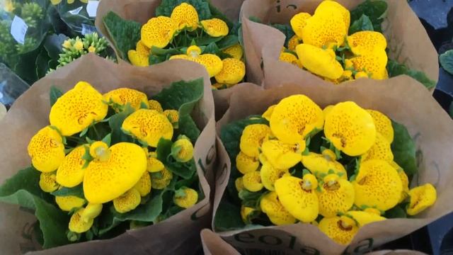 Calceolaria смотреть онлайн