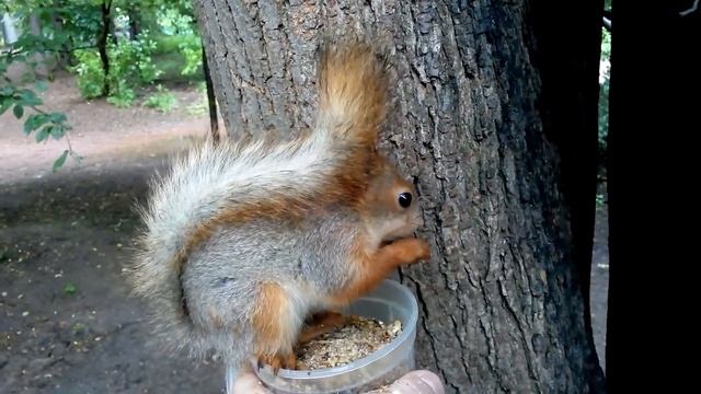 дождь, бельчонок и пластиковая банка / rain, baby squirrel and a plastic can смотреть онлайн