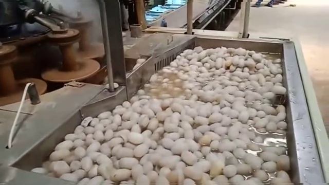 automatic silk reeling machine in shadnagar Telangana #india #silkworms #silkcotton #sericulture смотреть онлайн