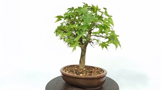 Bonsai Acer Palmatum (Altura 23 cm) 5 anos смотреть онлайн
