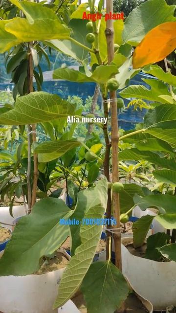 Angir plant#shorts смотреть онлайн