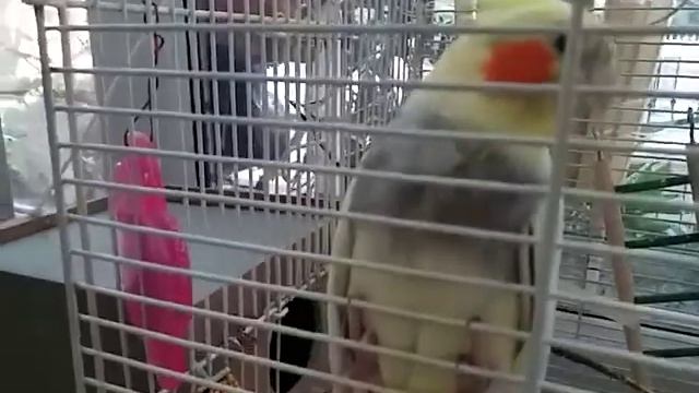 Кеша скоро станет папой Ксюша сидит на яйцах смотреть онлайн