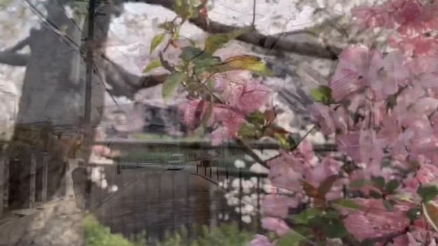 Rapha Japan, Sakura 2019 смотреть онлайн