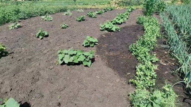 Приглашаю в гости... Пруд, огород и Кэт😊 смотреть онлайн