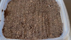 Посев семян Табака