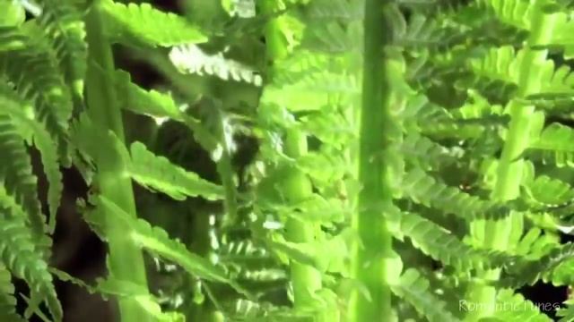 Maureen McGovern - You Must Believe In Spring смотреть онлайн