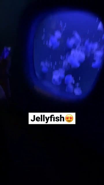 Jellyfish are water condoms🦑🤣 #shorts #jellyfish #aquarium #marinelife #seaanimals #oceanlife #wow смотреть онлайн
