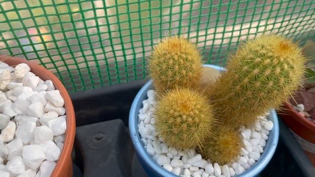 Greenhouse Tour With The Cactus Guy June 2021 смотреть онлайн