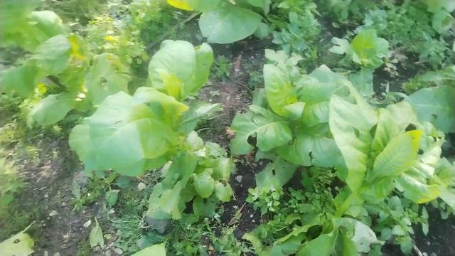 табак 2 июля 23 года смотреть онлайн