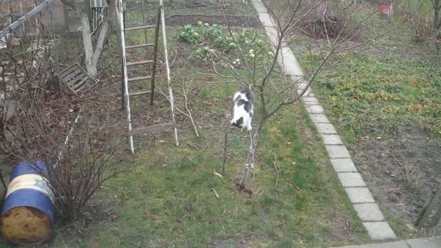 funny cat смотреть онлайн