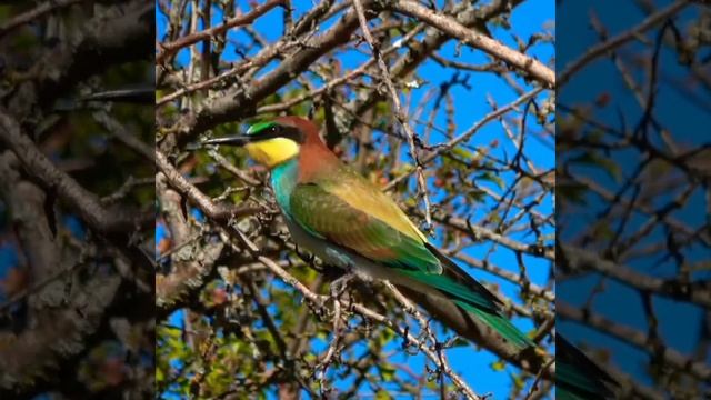Beautiful bird singing || Birds sounds, #shorts #birdssounds #cutebirds #birdsshorts #birdwatching смотреть онлайн