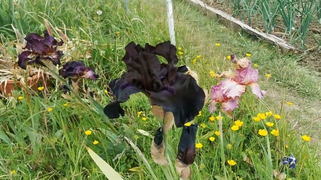 Tall bearded Iris " Midnight Oil ", one of the darkest, almost overall black iris varieties смотреть онлайн