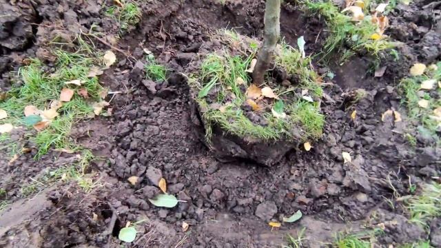 Как правильно пересадить дерево на своём участке. смотреть онлайн