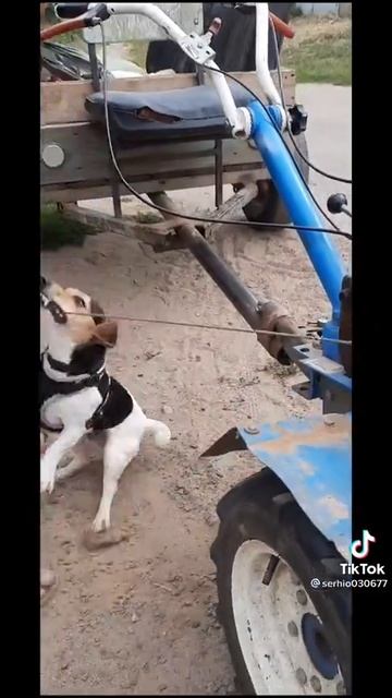собачка очень хотела сама завести мотор #Shorts смотреть онлайн