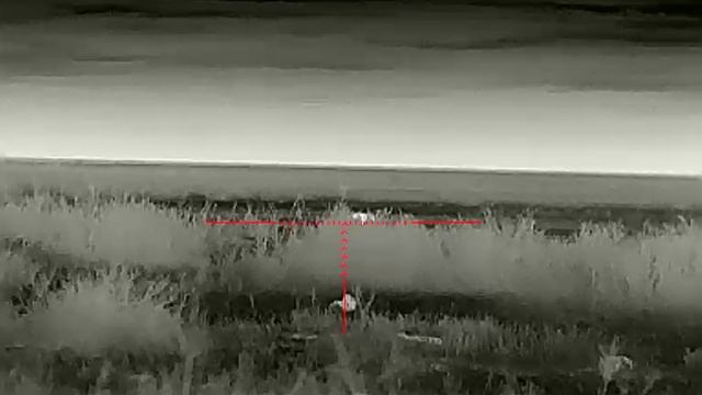 Infiray Saim Scl35w. Выстрел по шакалу .