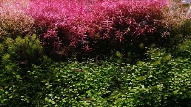 Colours смотреть онлайн