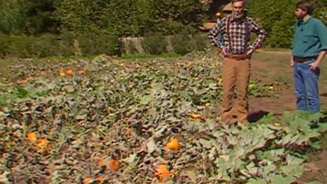 Pumpkin Farm, Part II смотреть онлайн