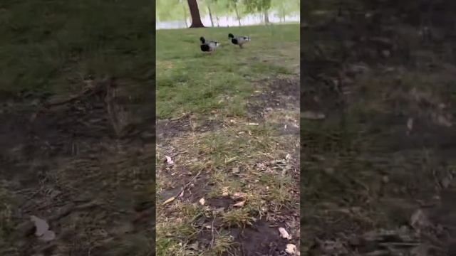 202306 Белки в Грин парке смотреть онлайн