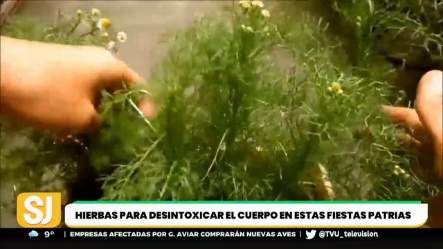 Revisa aquí las mejores hierbas para desintoxicar el cuerpo смотреть онлайн