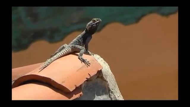 Bartagame Defne Star Mai 2014 смотреть онлайн