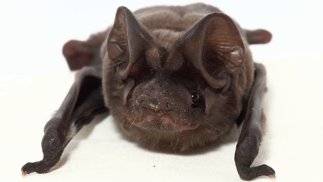 Baby Florida Bonneted Bat Facts смотреть онлайн