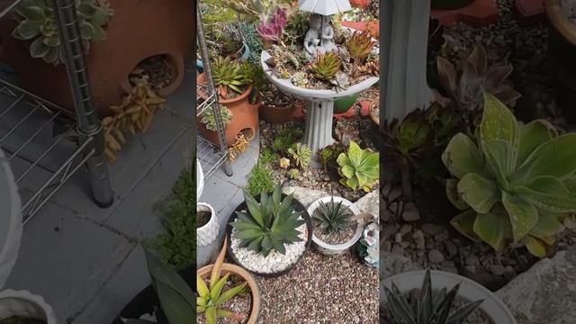 Succulent potted plants смотреть онлайн