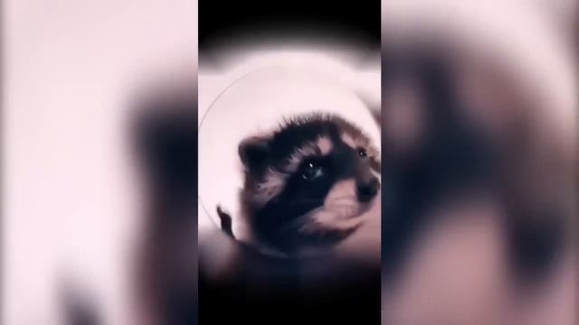 Pedro Raccoon Dancing [1 HOUR]