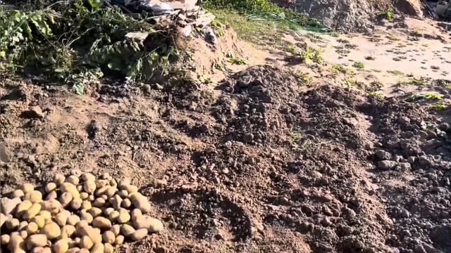 Картофель 🥔 на глине. Итоги эксперимента! смотреть онлайн