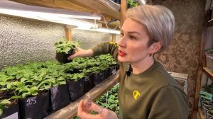 КАК ПРАВИЛЬНО ПРИЩИПЫВАТЬ ПЕТУНИЮ