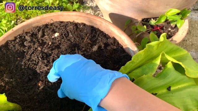 BERKEBUN BUNGA TULIP DENGAN MERTUA DI SWISS смотреть онлайн