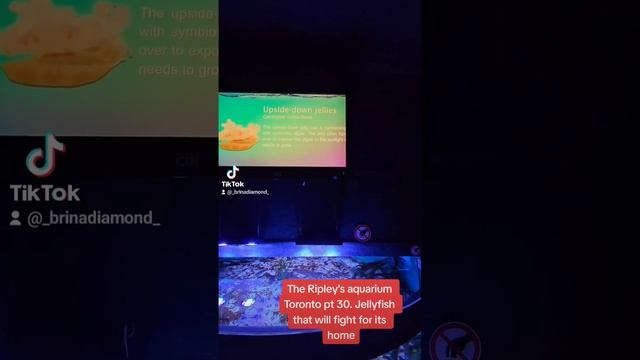 The Ripley's aquarium Toronto pt 30. The Moon Jellyfish and the upsidedown jellyfish. #moonjellyfis смотреть онлайн