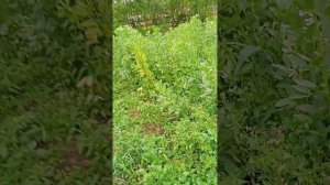 гречка на огороде