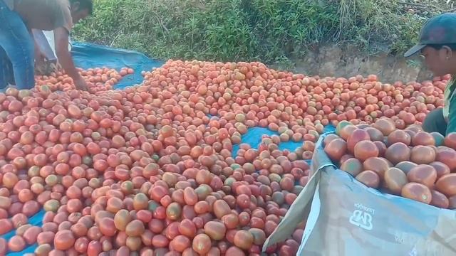 Panen Buah Tomat Super Jumbo смотреть онлайн
