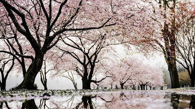 SAKURA LIVE WALLPAPER смотреть онлайн