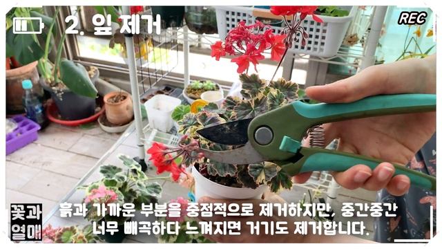 (제라늄#31)_🌷제라늄 여름 통풍관리법 3가지 (화분배치, 잎제거, 통풍, 노란잎 제거 및 떨어진 잎 제거 (제라늄 Geranium, 펠라고늄 Pelargonium) 🌱 смотреть онлайн
