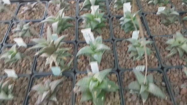 Haworthias de Alfonso смотреть онлайн