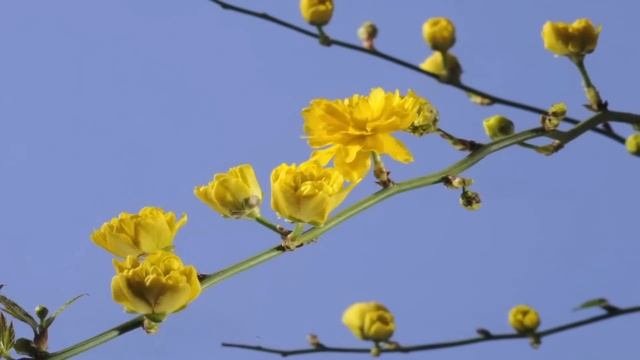 Spring flowers time lapse смотреть онлайн