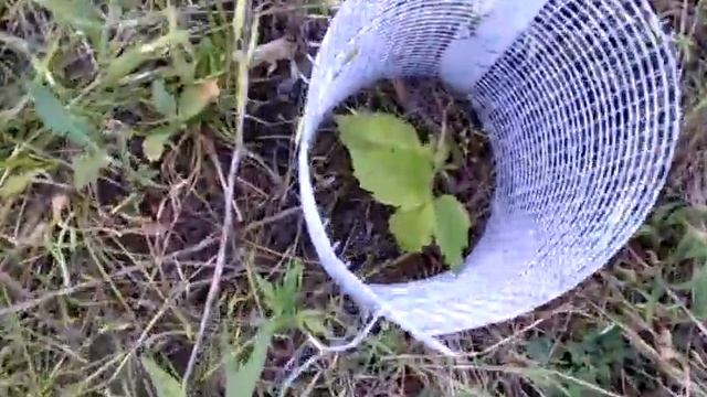 Hazelnuts at 2 Years смотреть онлайн