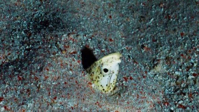 Подводный мир кораллового рифа часть 4 #путешествия #океан #природа