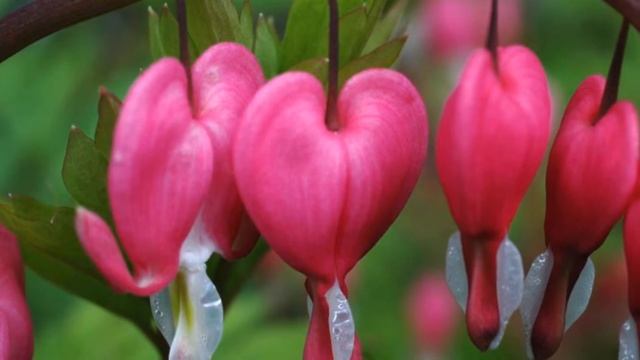 ปลูกรัก смотреть онлайн