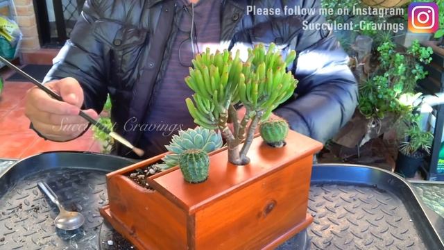 Repurposed Old Wooden Box Succulent Arrangement смотреть онлайн