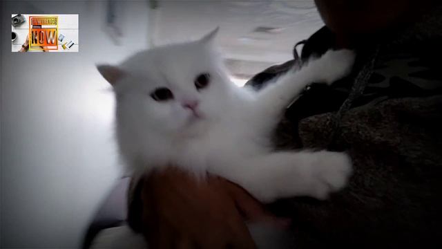 NO ONE ALLOWED DURING LOCKDOWN | LILY WANT GO AT THE BEACH!!!??? | GOOD VIBES 😂😼😹!!! смотреть онлайн