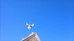 Голуби Мелитополь