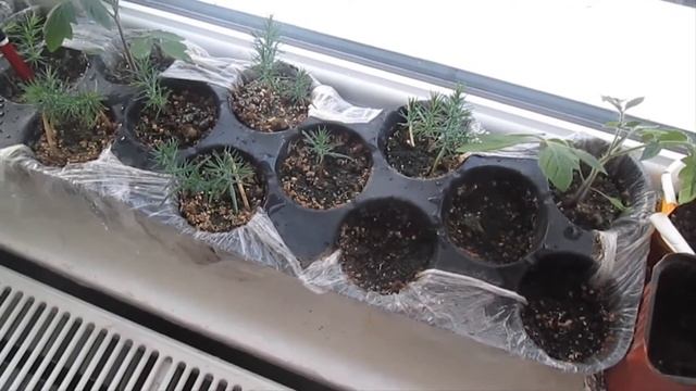 Çam fideleri bakım (fungusit ile) 2020/2 : Pine seedlings care (with fungicide) 2020/2 смотреть онлайн