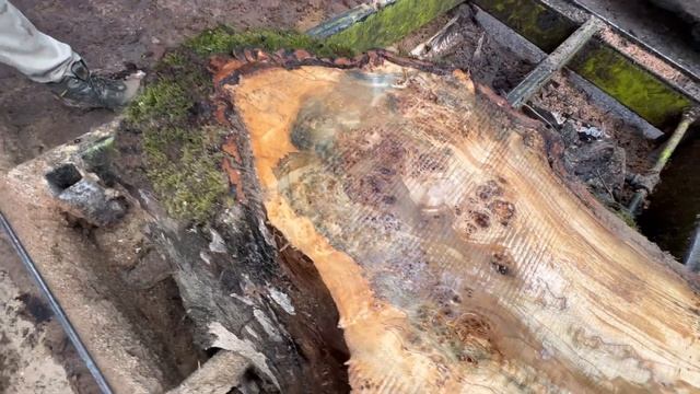 Hamilton Lee Supply | Where It Begins | Beautiful Cottonwood Burl! смотреть онлайн