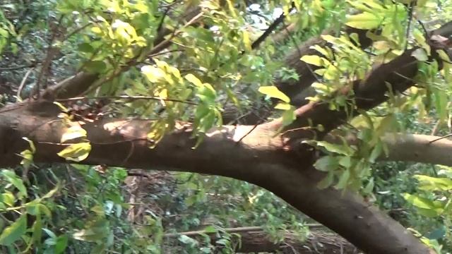 雀榕,Ficus Superba Miq Var Japonica Miq