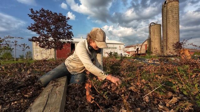 #9 Prepping Dahlia Beds, Eucalyptus is Alive, Chicken Tractor Arrival - My Flower Farm смотреть онлайн