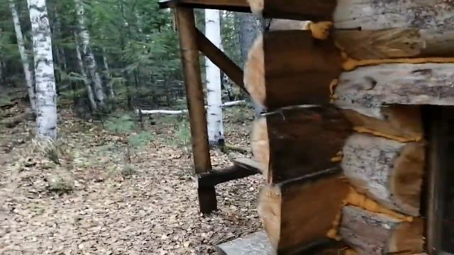 Как дабывают кедровый орех смотреть онлайн