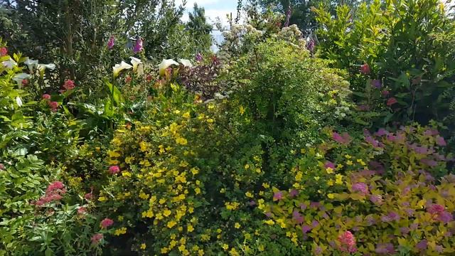 Hosta to Clematis flowers смотреть онлайн