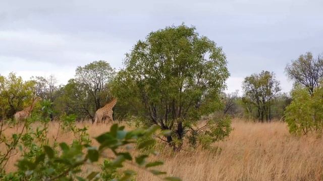 African Proverbs, & Sayings - Wisdom from The Ages - M & L Meditation & Music For The Mind & Soul смотреть онлайн